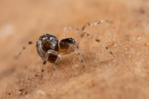Réf. 273 792 : Theridiinae inconnu