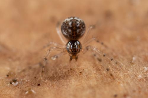 Theridiinae