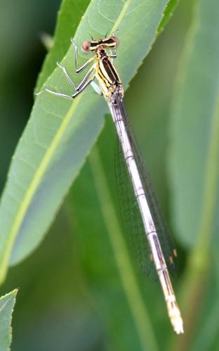 Réf. 273 498 : Platycnemis pennipes