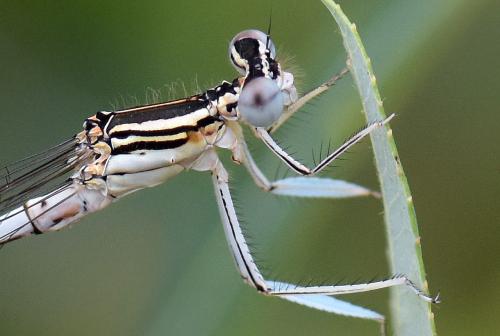 Platycnemis pennipes