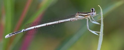 Platycnemis pennipes