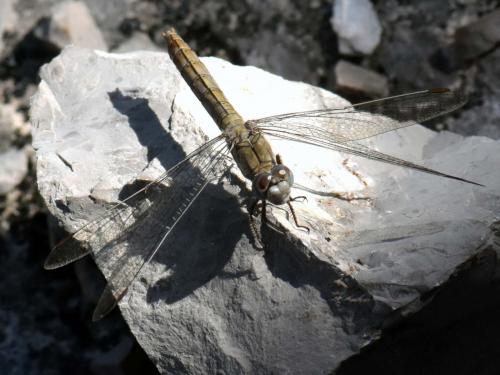 Orthetrum brunneum