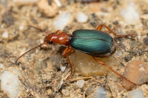 Brachinus crepitans