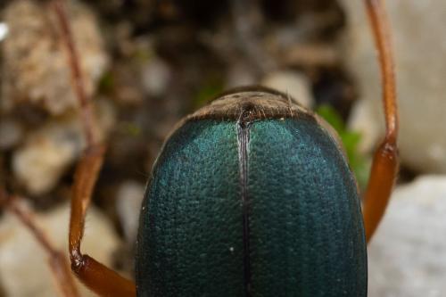 Brachinus crepitans