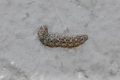 Réf. 273 660 : Enolmis sp.