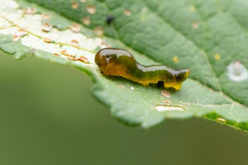 Caliroa cerasi