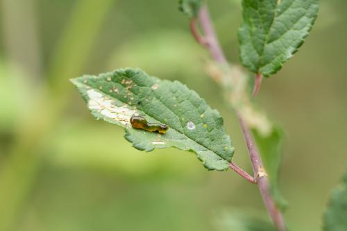 Caliroa cerasi