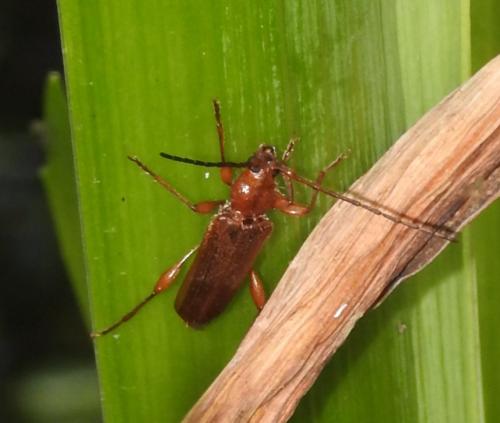 Phymatodes testaceus