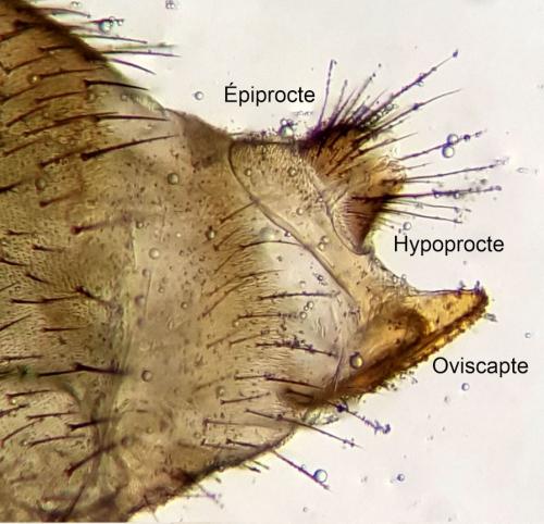 Réf. 273 656 : Drosophila mercatorum