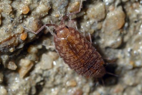 Chaetophiloscia cellaria