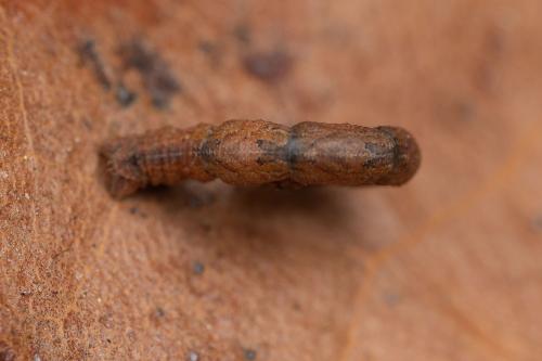 Idaea degeneraria