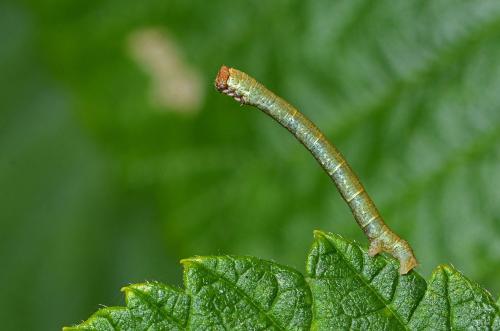Biston betularia