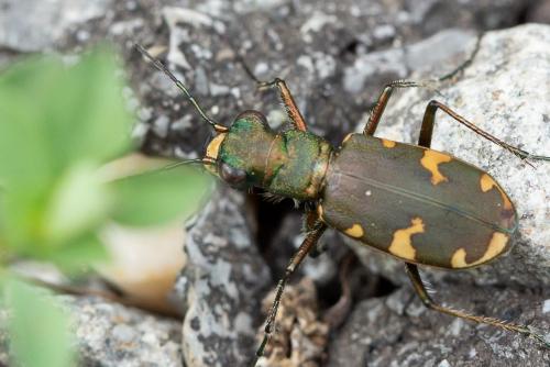 Réf. 273 355 : Cicindela sylvicola