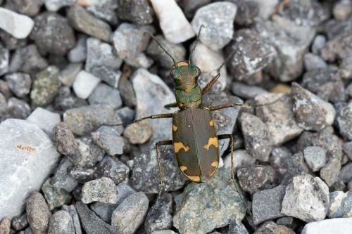 Réf. 273 354 : Cicindela sylvicola
