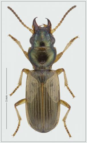 Réf. 273 022 : Cillenus lateralis