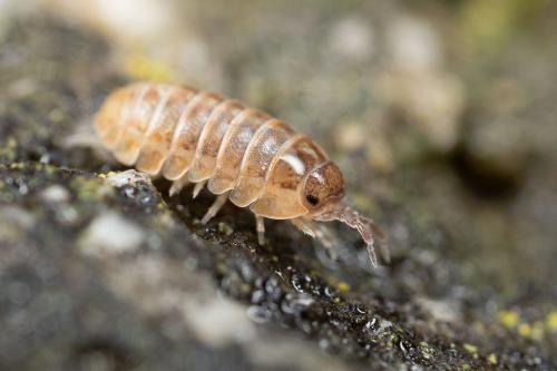 Armadillidium vulgare
