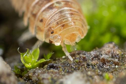 Armadillidium vulgare
