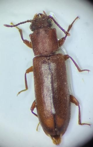 Trogoxylon impressum