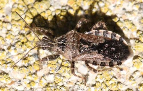 Réf. 273 294 : Coranus griseus