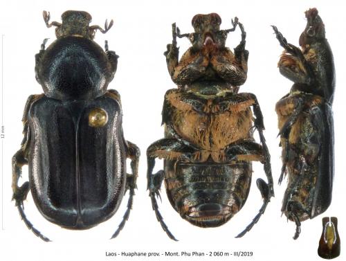 Réf. 273 002 : Coenochilus phongi