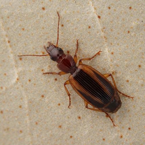 Réf. 273 115 : Cymindis lineata
