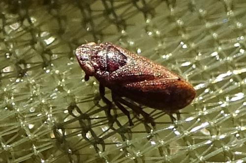 Tettigometra impressopunctata