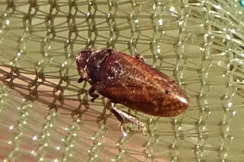 Réf. 273 290 : Tettigometra impressopunctata