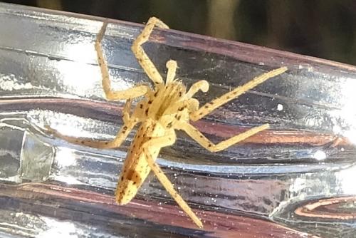Réf. 273 336 : Tibellus sp.