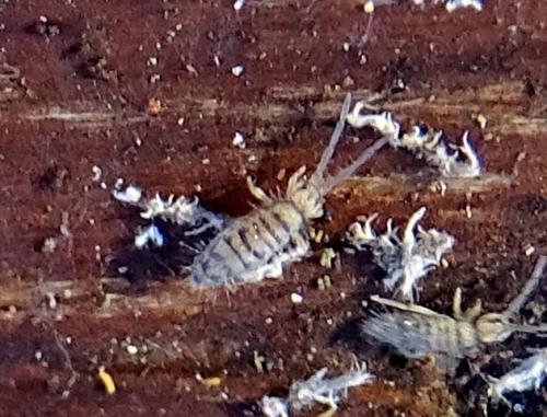 Réf. 273 427 : Entomobrya multifasciata