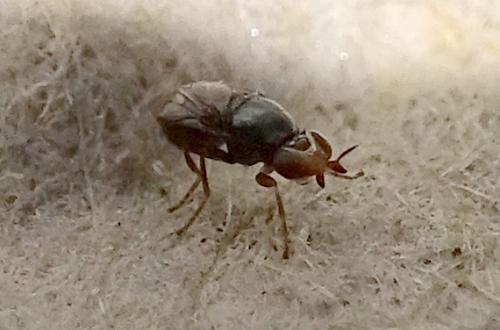 Réf. 273 236 : Camarota curvipennis
