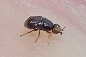 Réf. 273 235 : Camarota curvipennis