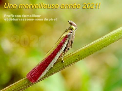 Oncocera semirubella