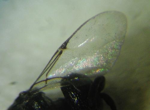 Réf. 273 524 : Brachygaster minutus