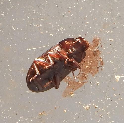Réf. 273 831 : Alphitobius diaperinus