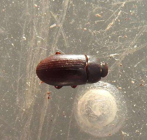 Alphitobius diaperinus