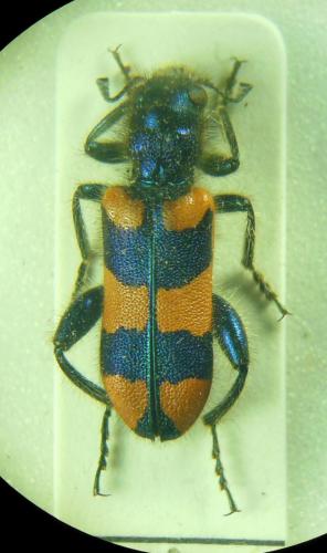 Réf. 273 165 : Trichodes pulcherrimus