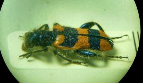 Réf. 273 167 : Trichodes pulcherrimus