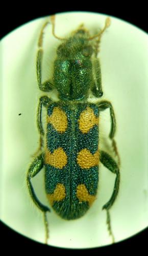 Trichodes heydeni