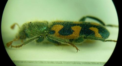 Trichodes heydeni
