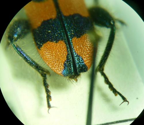 Réf. 273 229 : Trichodes pulcherrimus