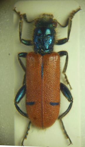 Réf. 273 644 : Trichodes oberthueri