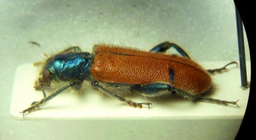 Réf. 273 646 : Trichodes oberthueri