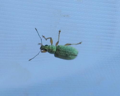 Réf. 273 829 : Polydrusus sp.