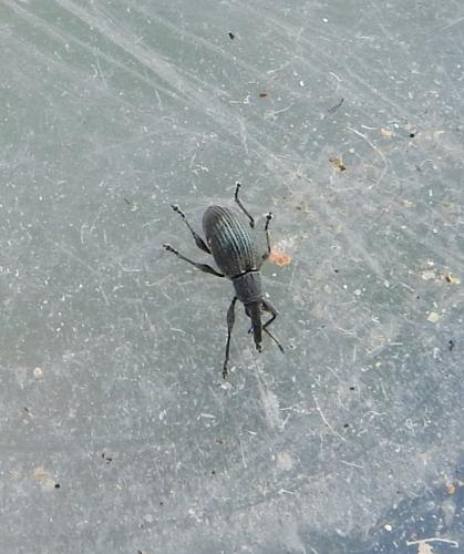 Aspidapion sp.