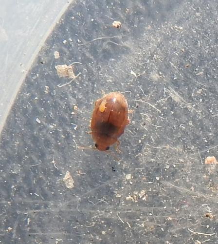 Rhyzobius litura