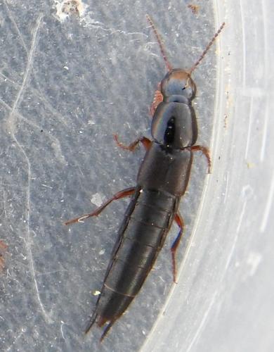 Réf. 273 491 : Quedius sp.