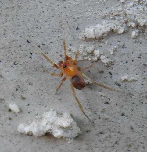Zodarion sp.