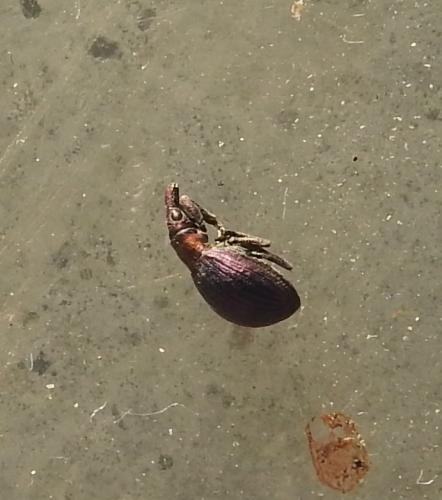 Réf. 273 489 : Pseudaplemonus sp.