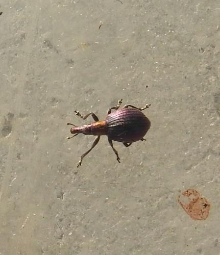 Réf. 273 488 : Pseudaplemonus sp.