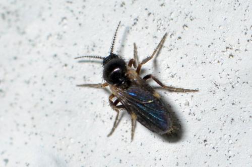 Réf. 273 370 : Forcipomyia sp.